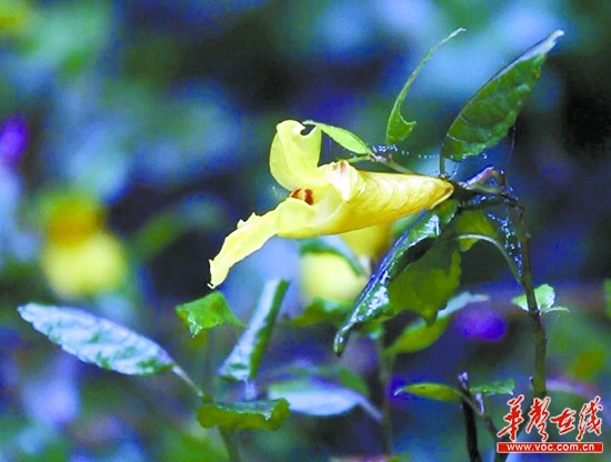 盛开在永州市阳明山万和湖边的龙虾花。 周凌文摄