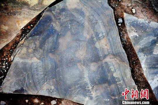 图为如人工雕刻般栩栩如生的“岩画”。 陈碧生 摄